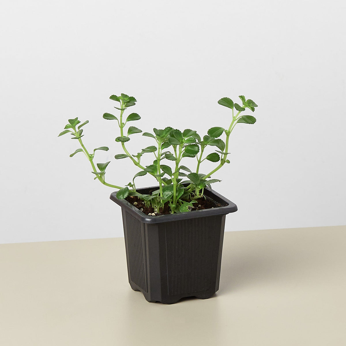 Nettle Baby's Tear indoor plant in a black plastic pot with green stems and rounded leaves on Tampa Home & Garden Store