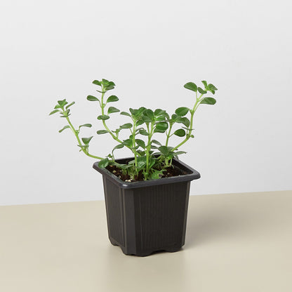 Nettle Baby's Tear indoor plant in a black plastic pot with green stems and rounded leaves on Tampa Home & Garden Store
