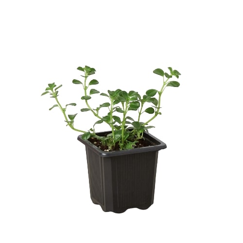 Nettle Baby's Tear indoor plant in a black plastic pot by Rooted Treasures Farms on Tampa Home & Garden Store
