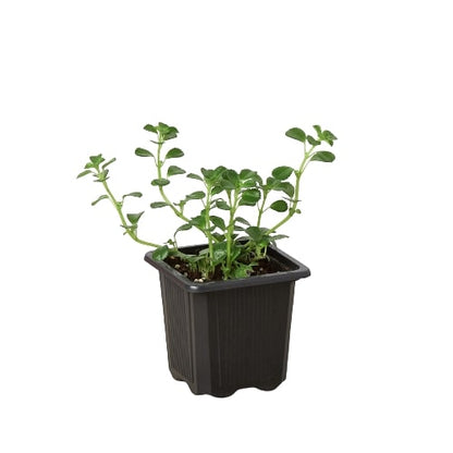 Nettle Baby's Tear indoor plant in a black plastic pot by Rooted Treasures Farms on Tampa Home & Garden Store