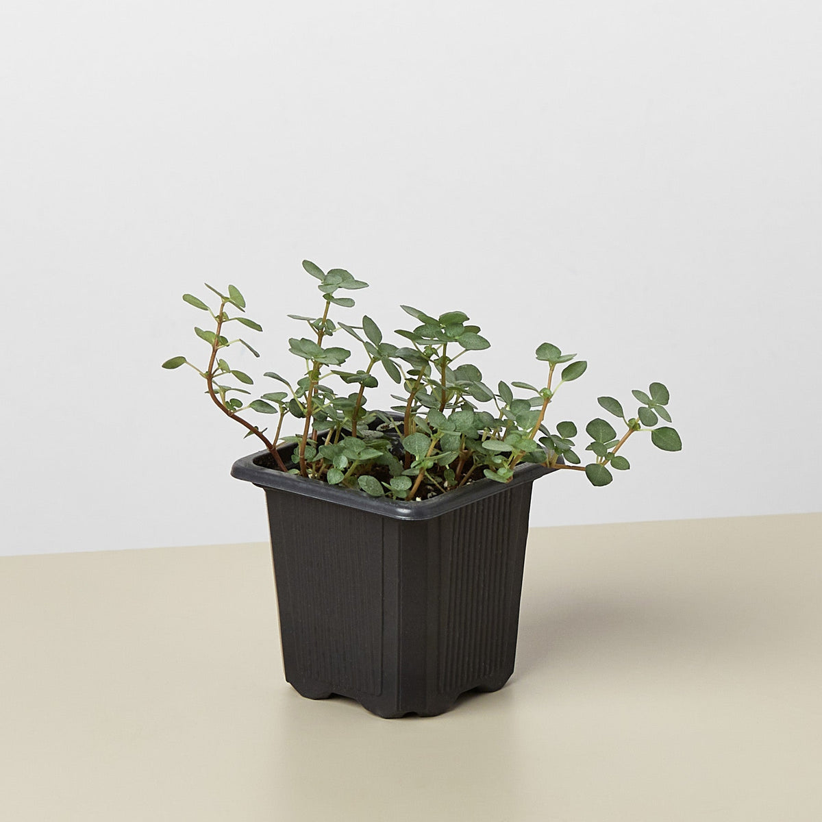 Nettle Silver Sparkle indoor plant with trailing stems and round green leaves in a black pot on Tampa Home & Garden Store