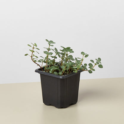 Nettle Silver Sparkle indoor plant with trailing stems and round green leaves in a black pot on Tampa Home & Garden Store