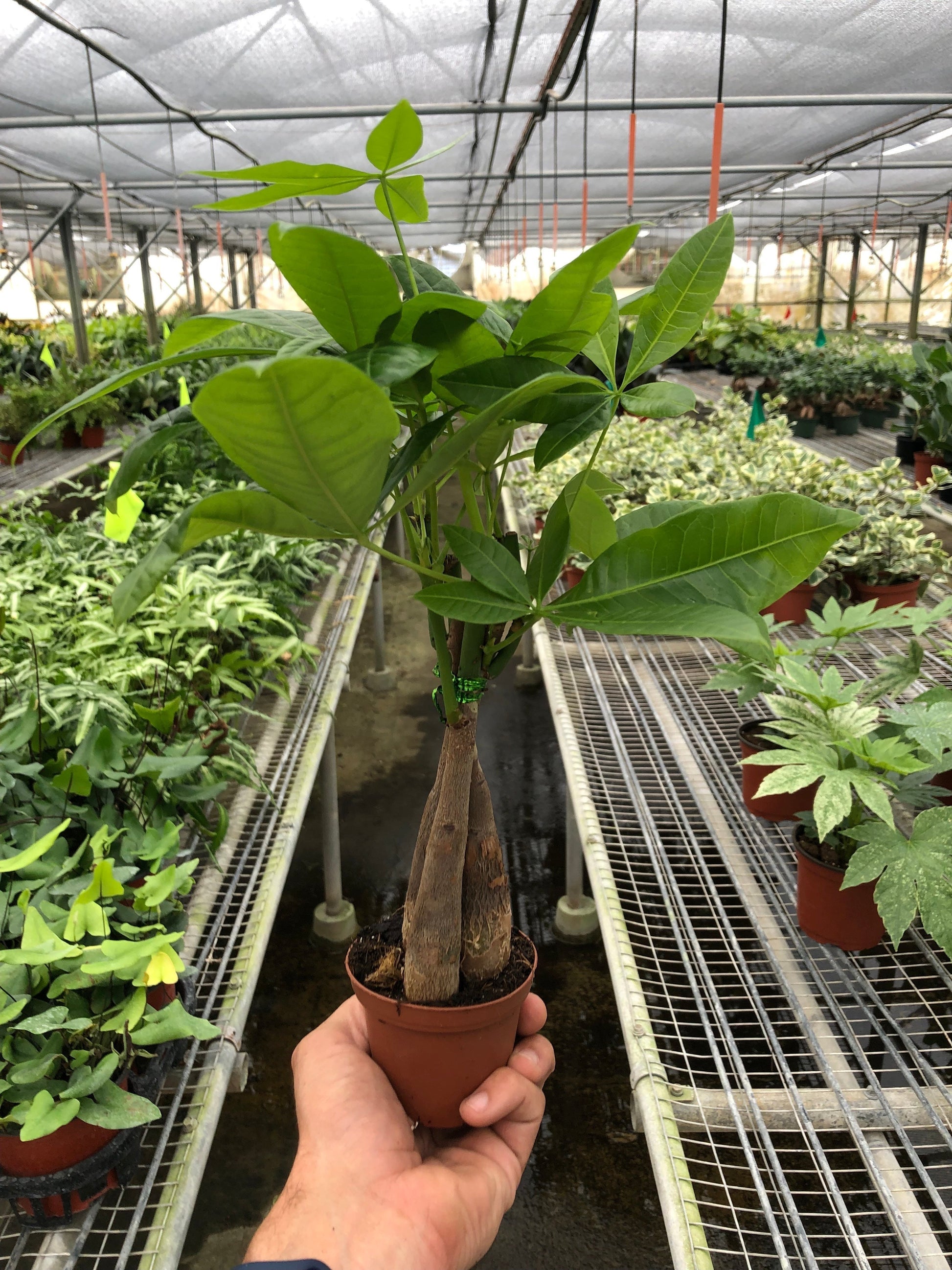 Money Tree Pachira aquatica braided trunk plant with green leaves Rooted Treasures Farms on Tampa Home & Garden Store