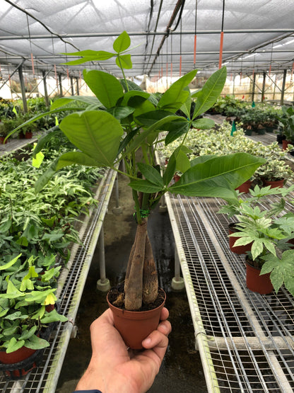 Money Tree Pachira aquatica braided trunk plant with green leaves Rooted Treasures Farms on Tampa Home & Garden Store