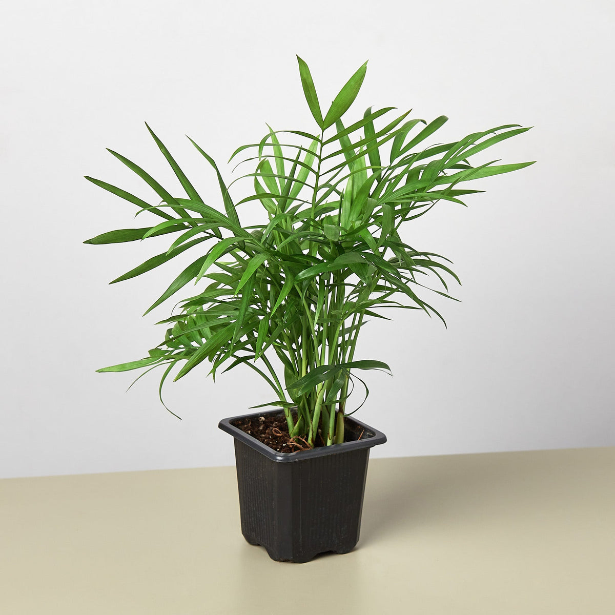 Parlor Palm indoor plant with slender green fronds in a black square pot on Tampa Home & Garden Store