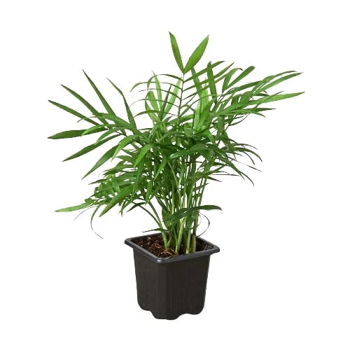 Parlor Palm indoor plant from Rooted Treasures Farms in a black nursery pot on Tampa Home & Garden Store