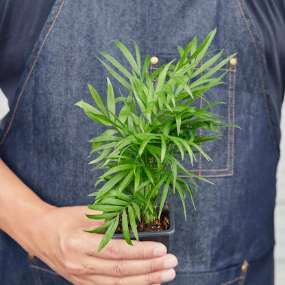 Parlor palm indoor plant from Rooted Treasures Farms with green fronds in a small pot on Tampa Home & Garden Store