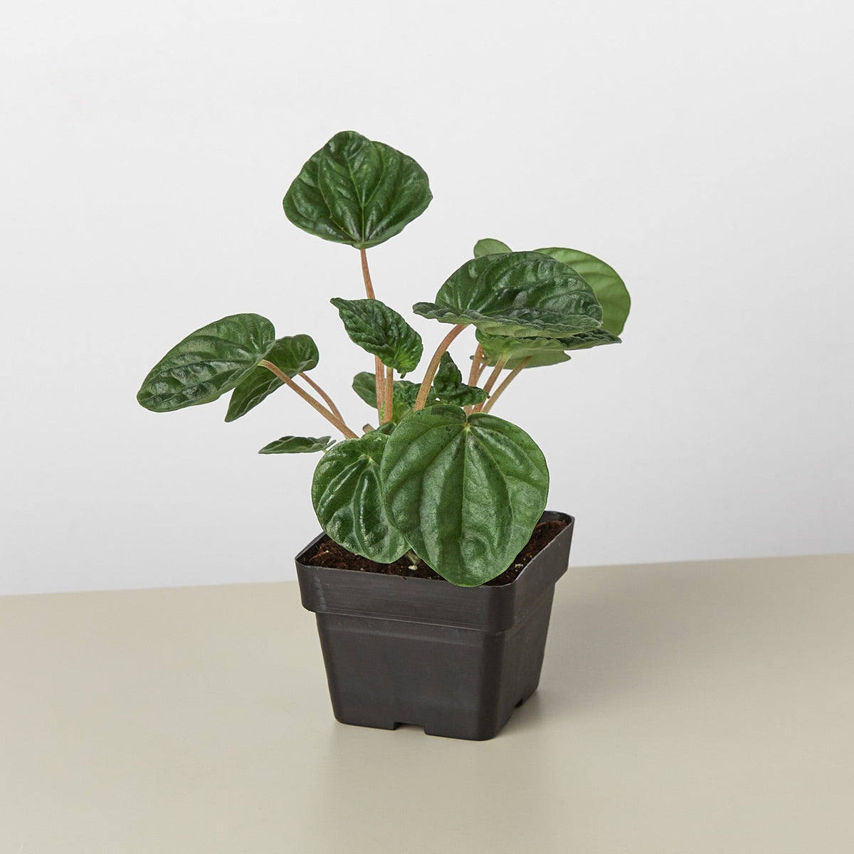 Peperomia Ripple indoor plant by House Plant Shop with glossy round leaves in a black pot on Tampa Home & Garden Store