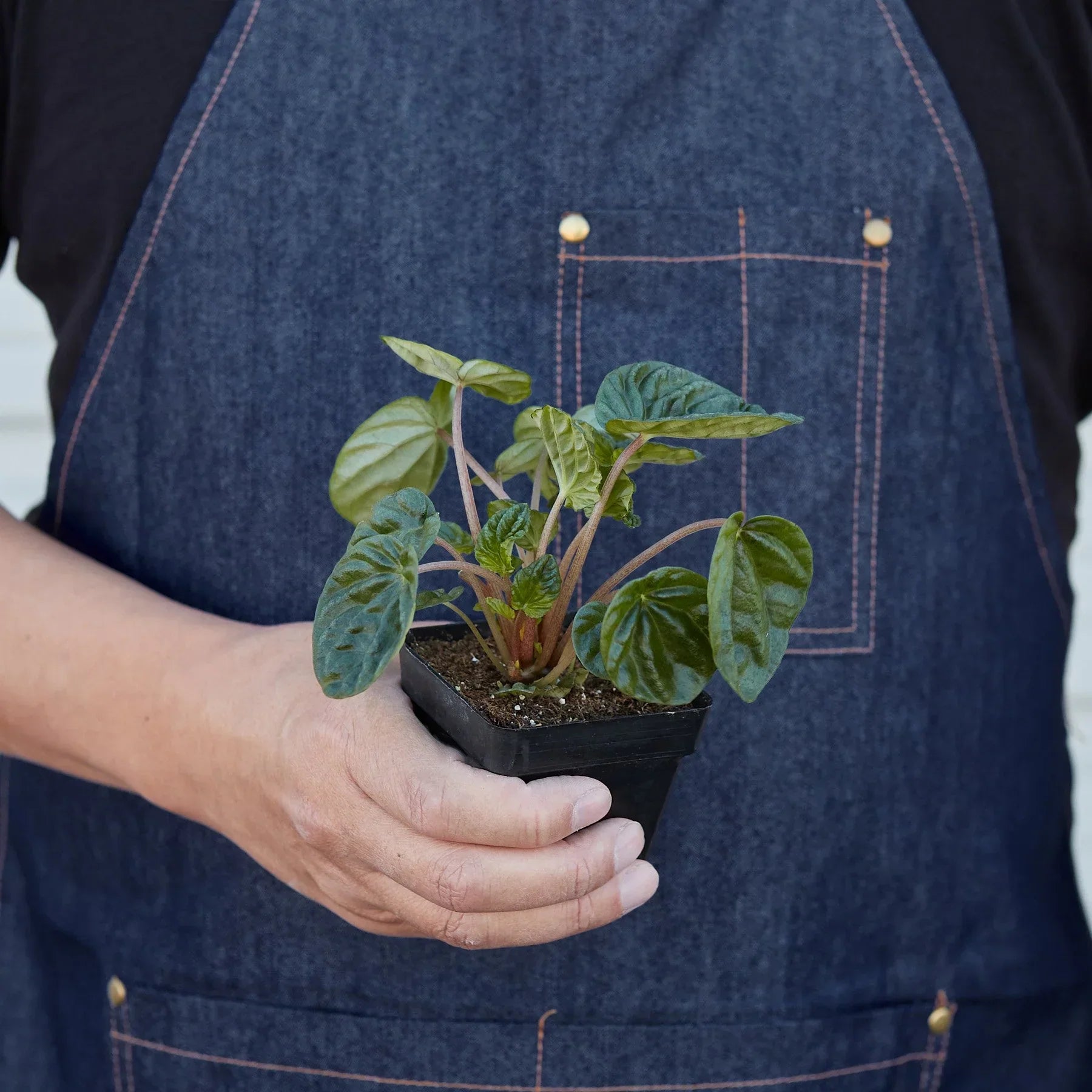 Peperomia Ripple plant in a 4-inch black plastic pot with glossy green leaves on Tampa Home & Garden Store