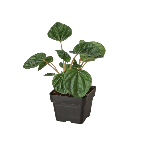 Peperomia Ripple 4-inch plant in black nursery pot, glossy green leaves, Rooted Treasures Farms on Tampa Home & Garden Store