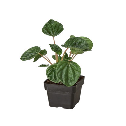 Peperomia Ripple 4-inch plant in black nursery pot, glossy green leaves, Rooted Treasures Farms on Tampa Home & Garden Store