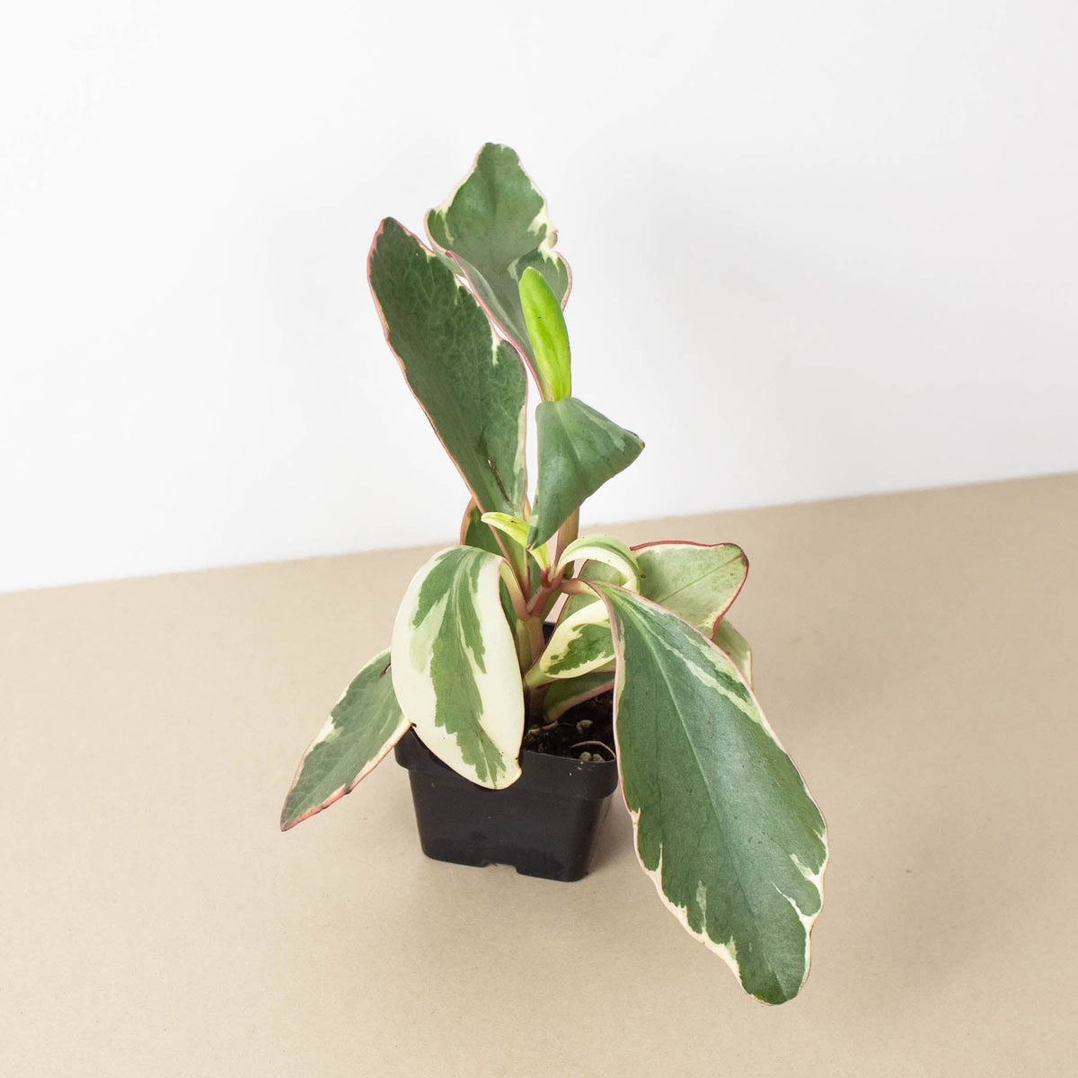 Peperomia Ginny indoor plant with variegated green-cream leaves and pink edges in a black pot on Tampa Home & Garden Store