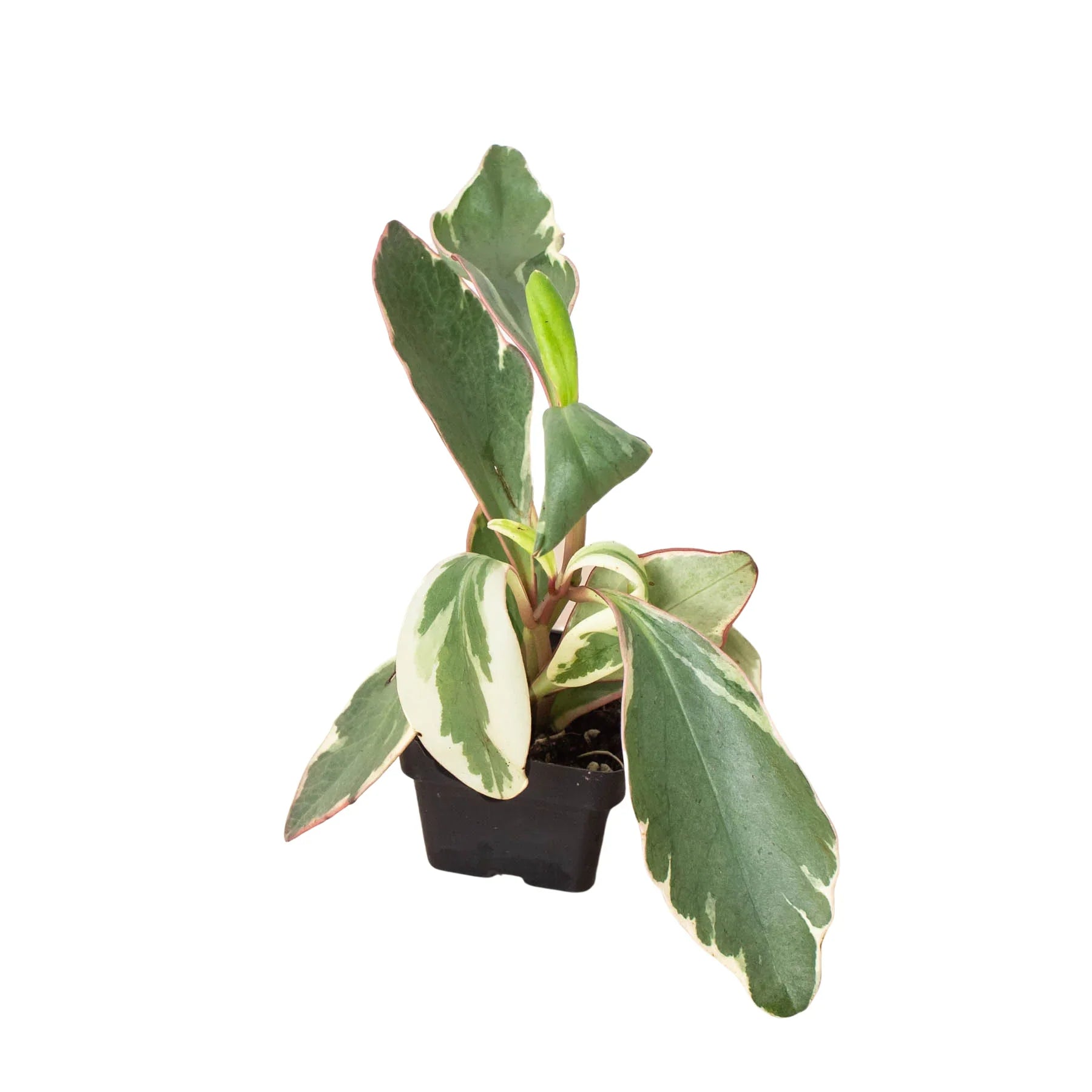 Peperomia Ginny indoor plant with variegated green and cream leaves in a small pot on Tampa Home & Garden Store