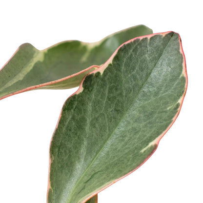 Peperomia Ginny indoor plant leaf close-up with dark green foliage and pink-edged margins on Tampa Home & Garden Store