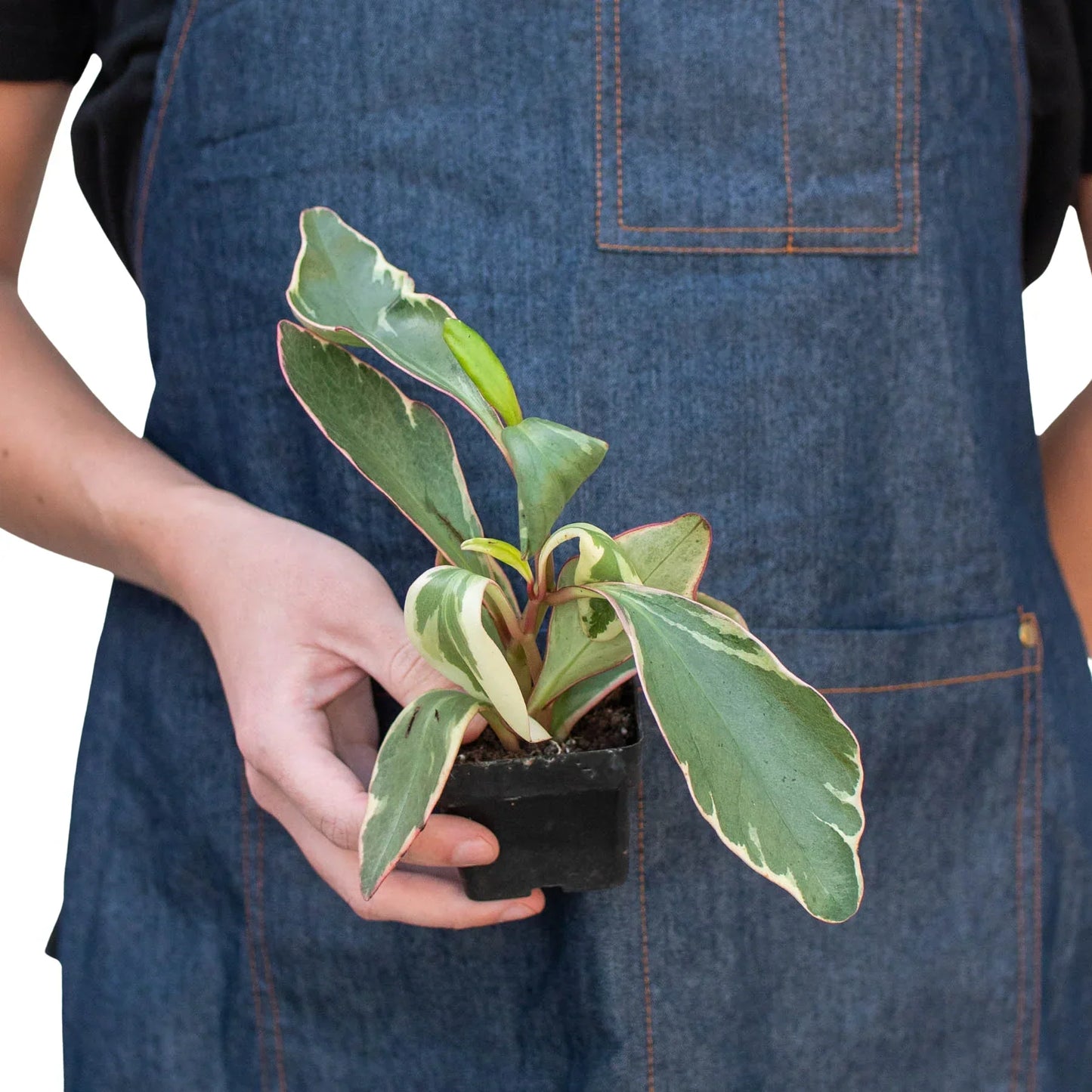 Peperomia 'Ginny' plant with variegated green and cream leaves pink-edged in a small pot on Tampa Home & Garden Store