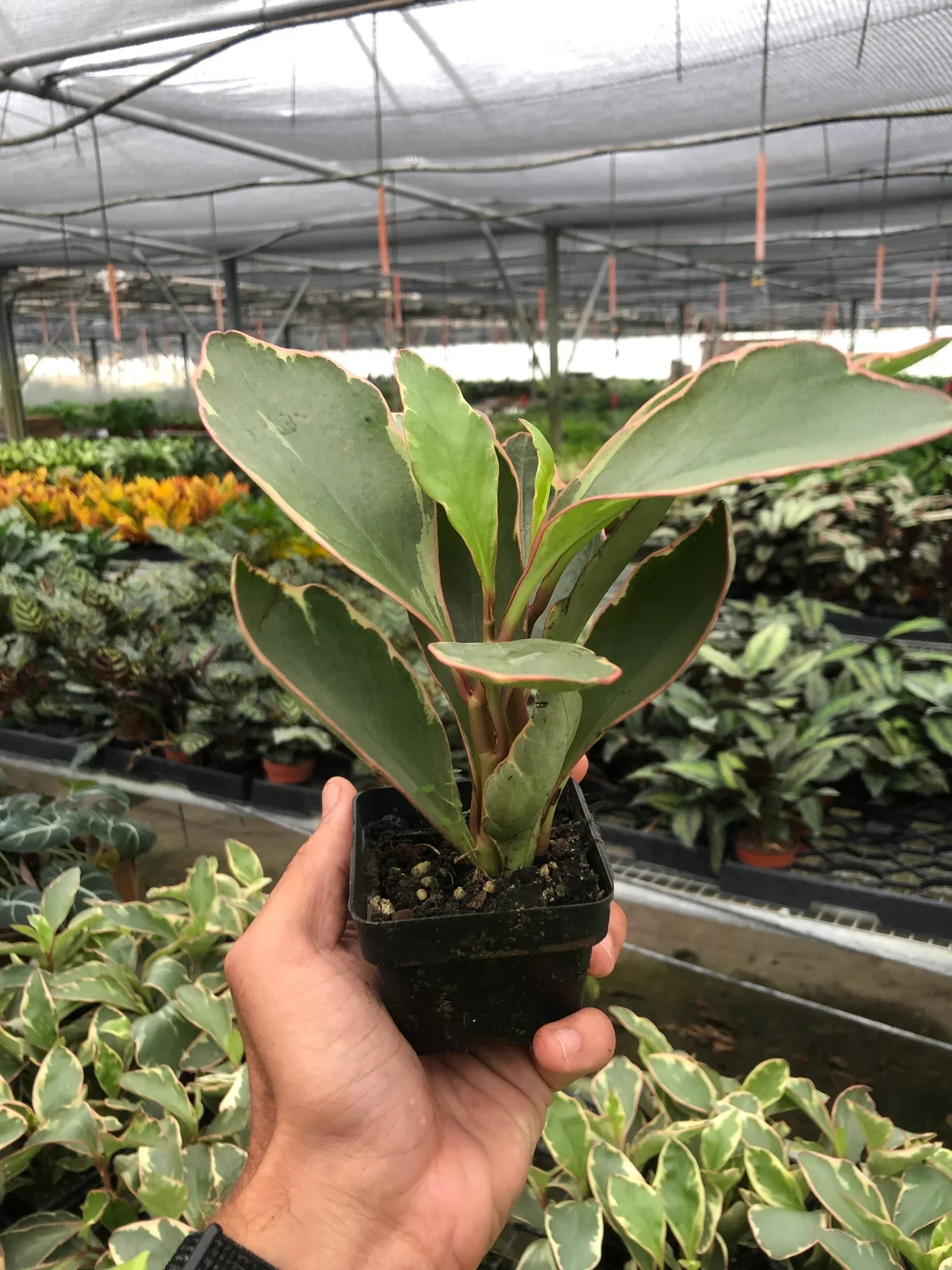 Peperomia Ginny indoor plant with pink-edged green leaves in a small pot on Tampa Home & Garden Store