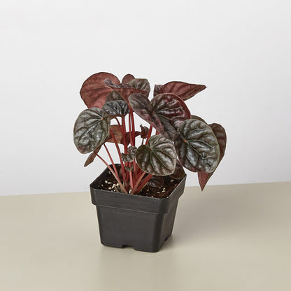 Peperomia Ripple Red indoor plant with red stems and maroon-green leaves in a black pot on Tampa Home & Garden Store