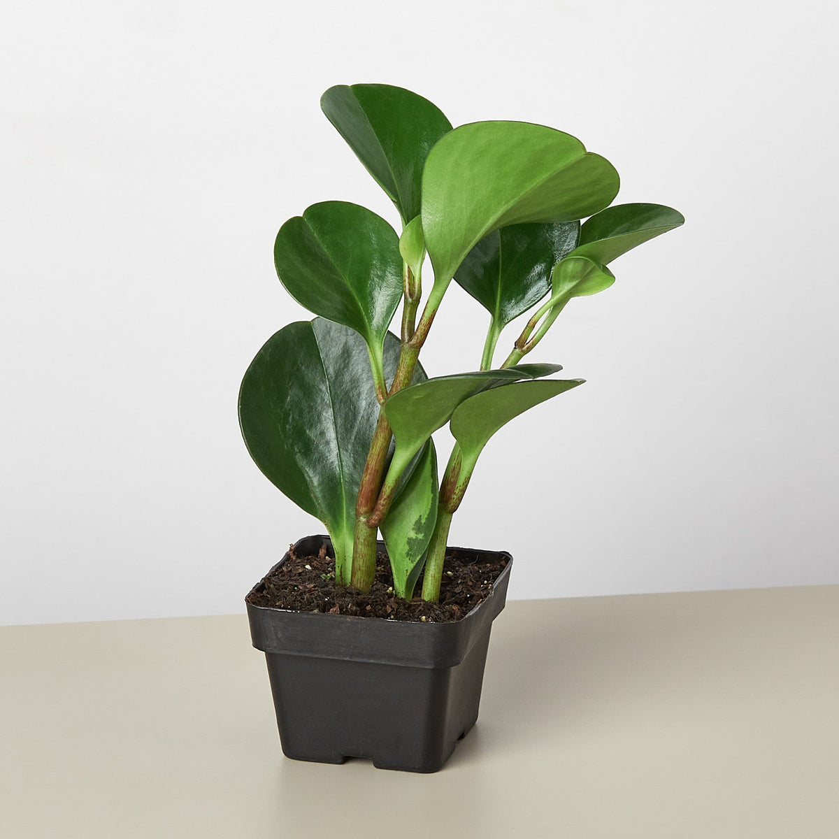 Peperomia Thailand indoor plant with glossy oval green leaves in a black square pot on Tampa Home & Garden Store