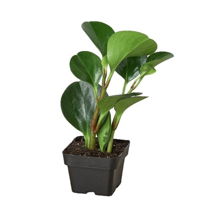 Peperomia Thailand indoor plant with glossy green leaves in a small black nursery pot on Tampa Home & Garden Store