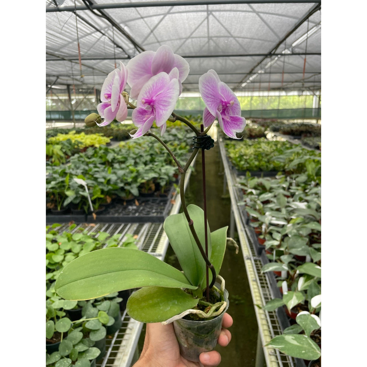 Orchid Light Pink Phalaenopsis indoor plant with pink blossoms in pot on Tampa Home & Garden Store