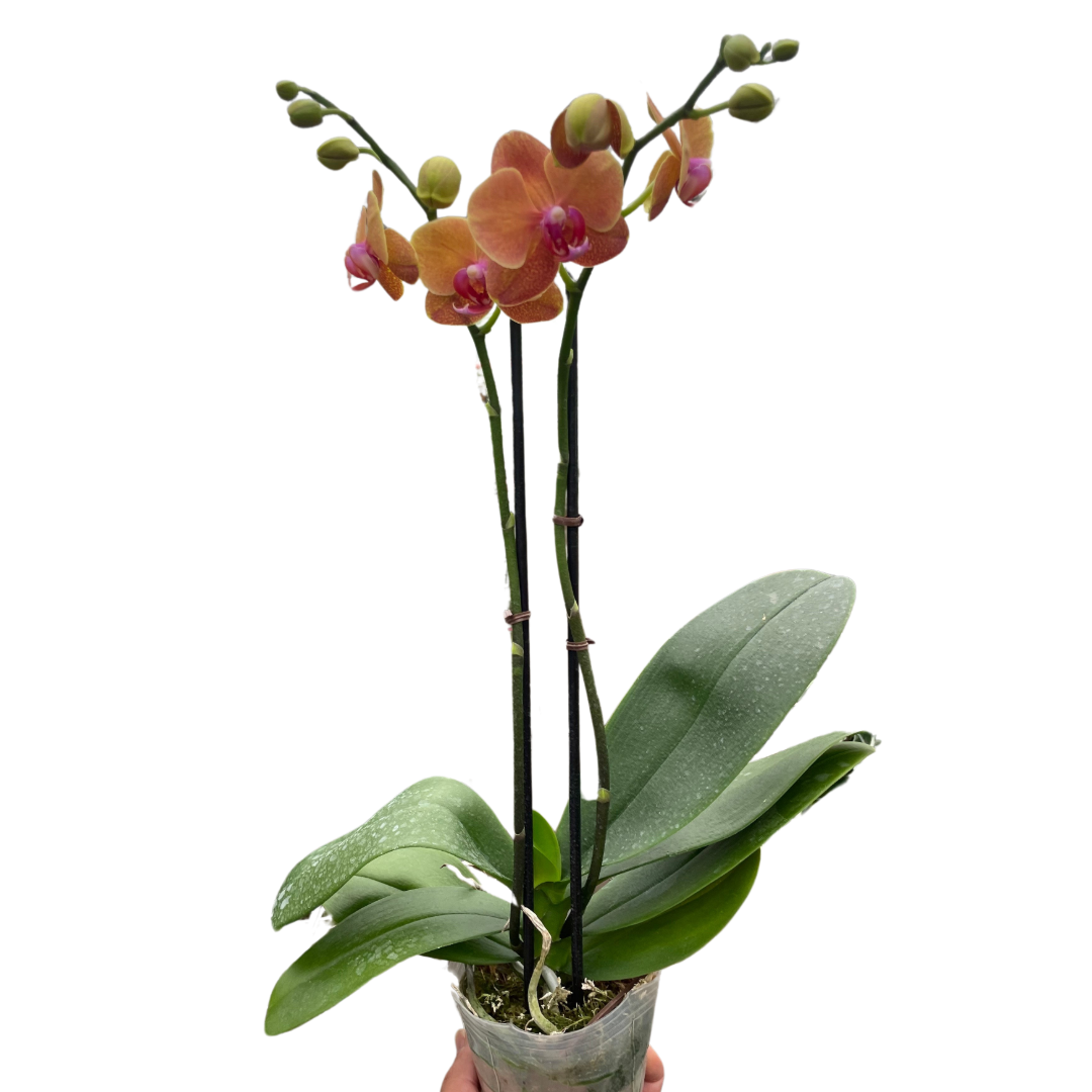 Orange Phalaenopsis orchid potted houseplant with vibrant blooms by House Plant Shop on Tampa Home & Garden Store