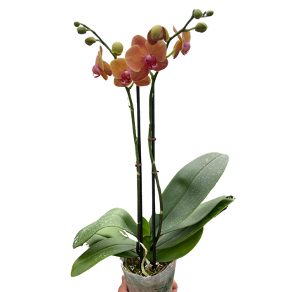 Orange Phalaenopsis orchid potted houseplant with vibrant blooms by House Plant Shop on Tampa Home & Garden Store