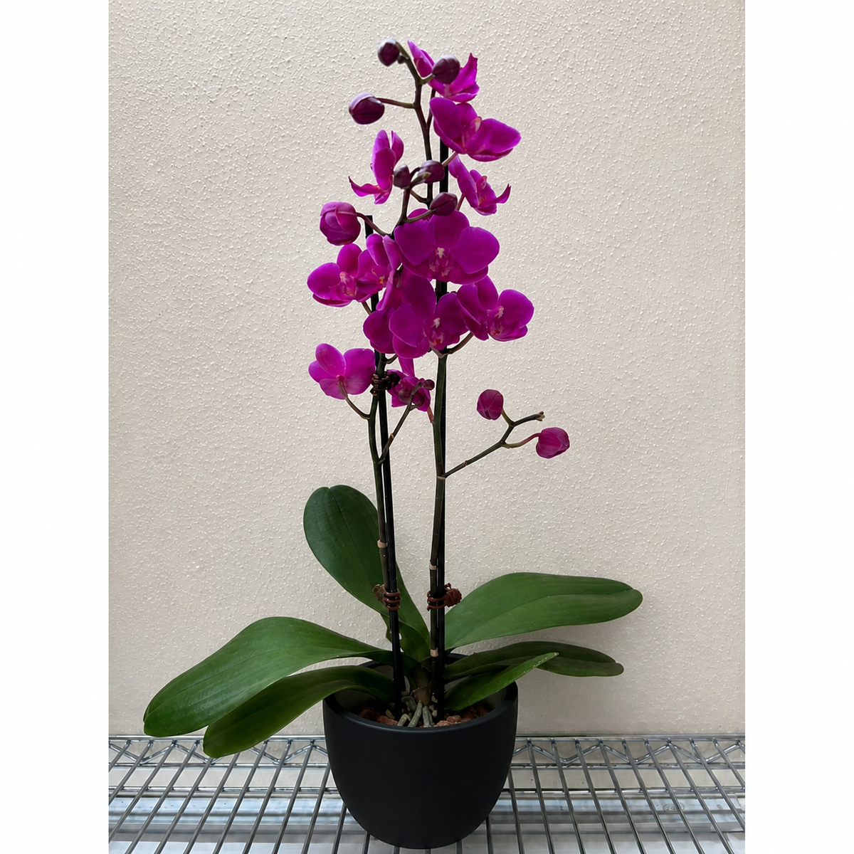 Orchid Purple Phalaenopsis plant with magenta blossoms in a black pot by House Plant Shop on Tampa Home & Garden Store