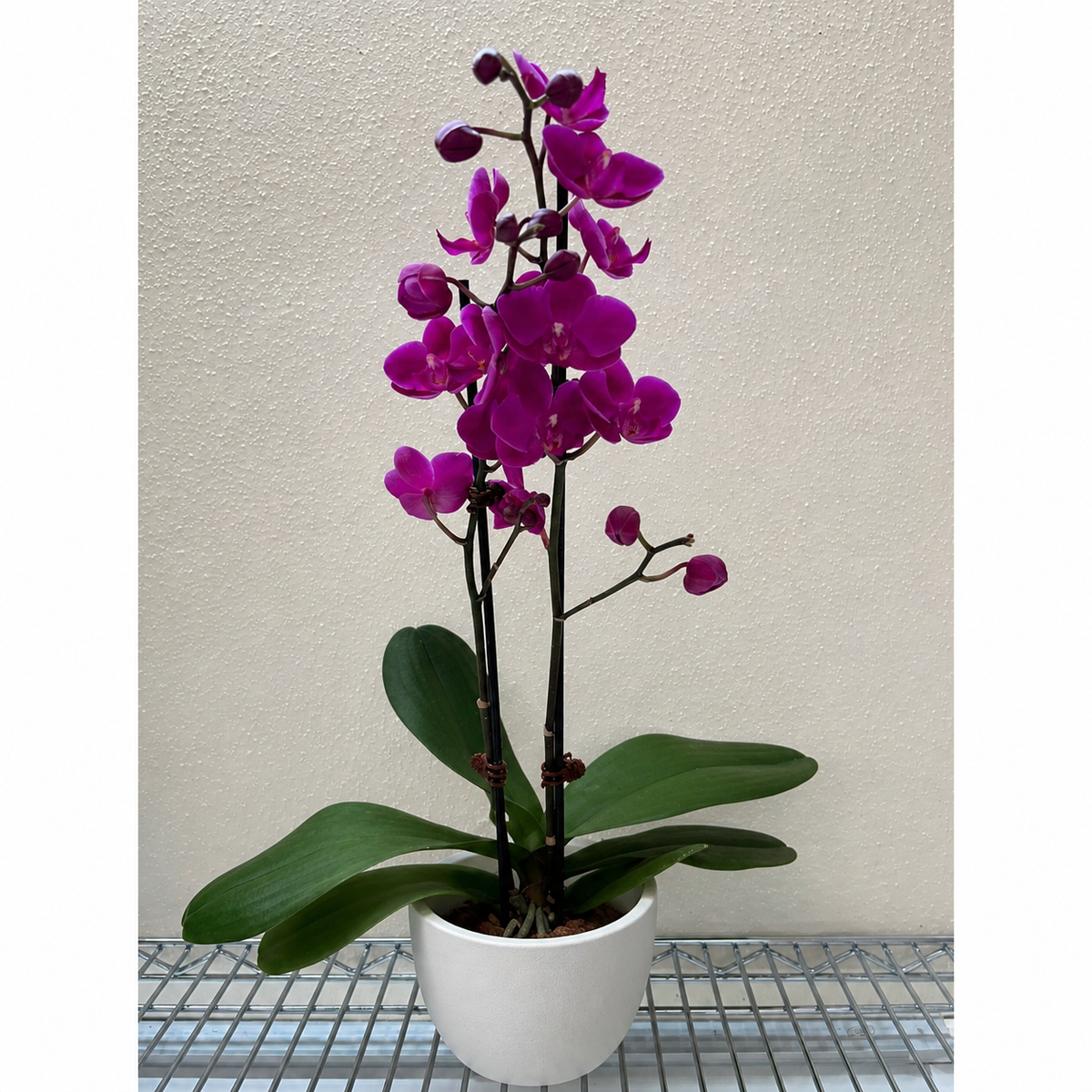 Orchid Purple Phalaenopsis indoor plant with magenta blossoms and green leaves in a white pot on Tampa Home & Garden Store