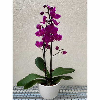 Orchid Purple Phalaenopsis indoor plant with magenta blossoms and green leaves in a white pot on Tampa Home & Garden Store