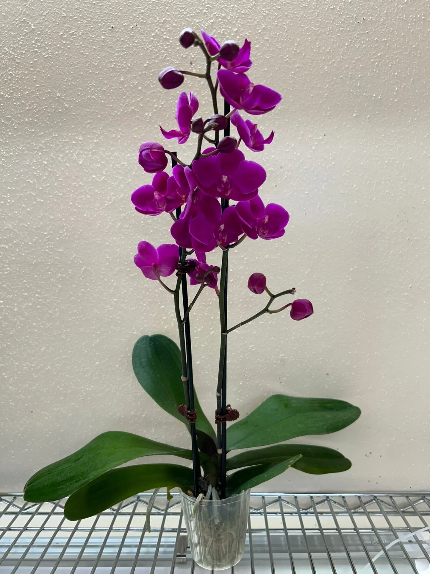 The Victorian Woodland orchid with magenta blooms on tall stems and green leaves in a glass vase on Tampa Home & Garden Store