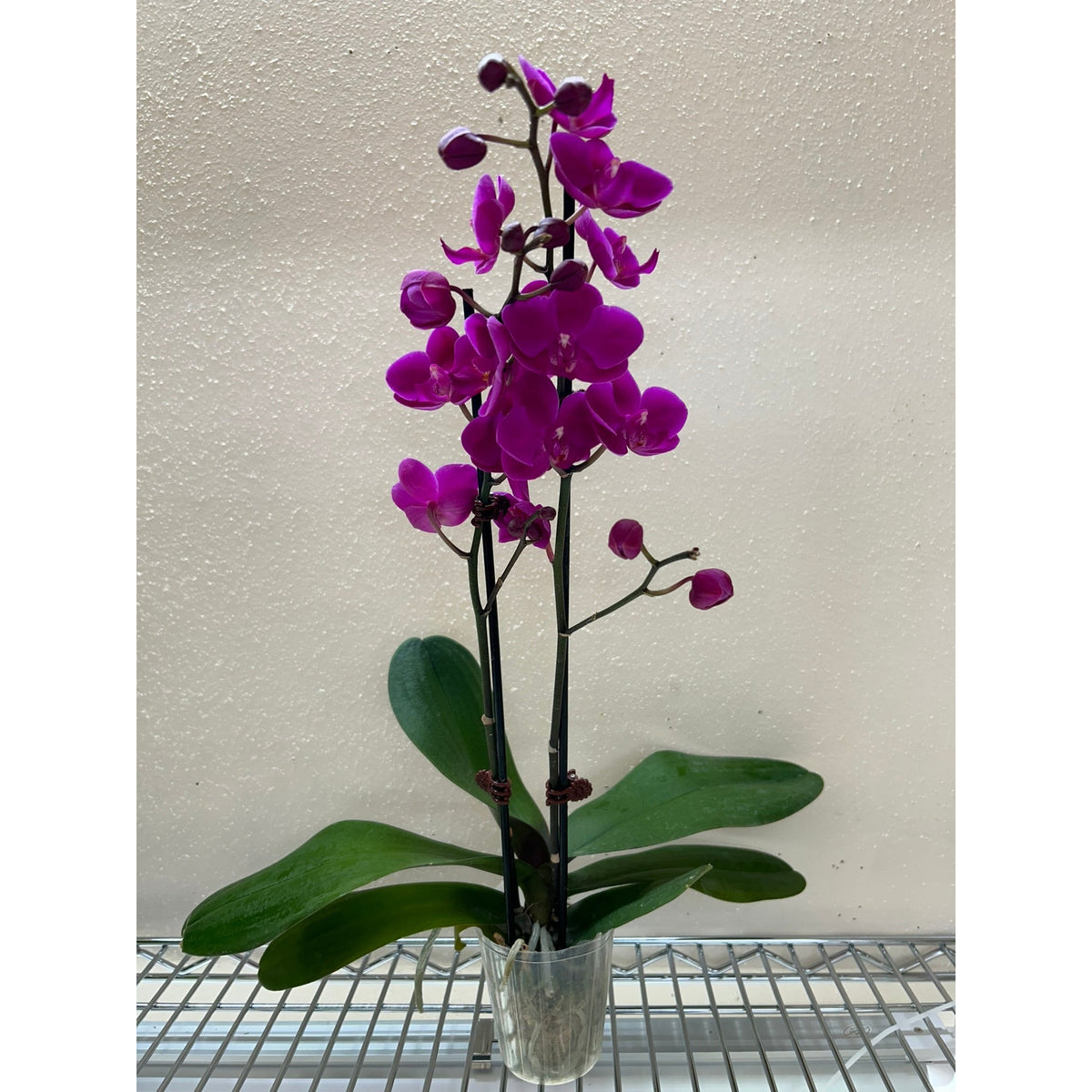 Purple Phalaenopsis orchid indoor plant in glass vase with magenta blooms and green leaves on Tampa Home & Garden Store