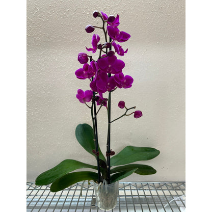 Purple Phalaenopsis orchid indoor plant in glass vase with magenta blooms and green leaves on Tampa Home & Garden Store