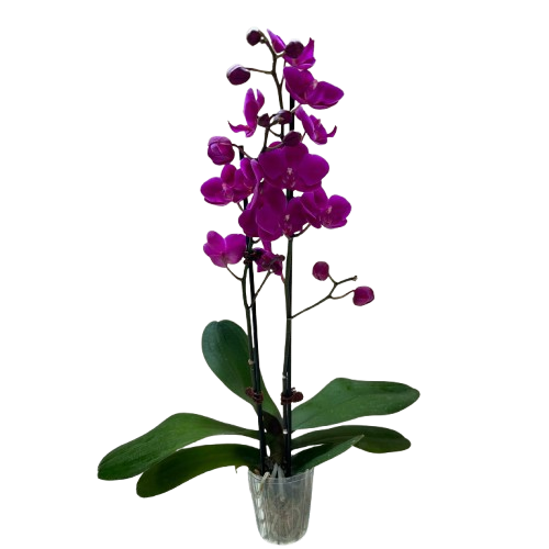 Orchid Purple Phalaenopsis plant with magenta blooms in a clear pot House Plant Shop on Tampa Home & Garden Store