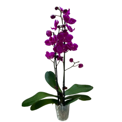 Orchid Purple Phalaenopsis plant with magenta blooms in a clear pot House Plant Shop on Tampa Home & Garden Store