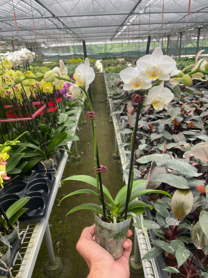 Orchid White Phalaenopsis with white blooms and yellow centers in a clear pot House Plant Shop on Tampa Home & Garden Store