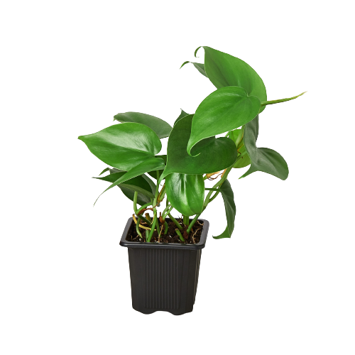 Philodendron Cordatum Heartleaf in black pot with green leaves on Tampa Home & Garden Store on Tampa Home & Garden Store