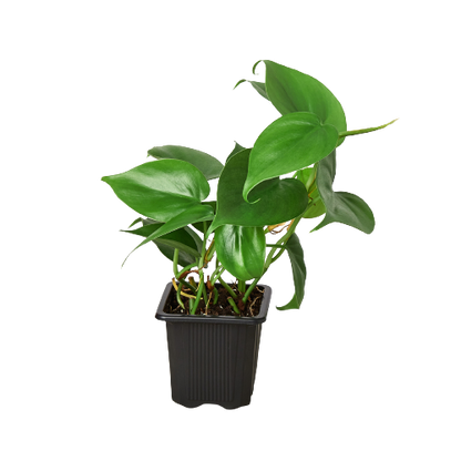 Philodendron Cordatum Heartleaf in black pot with green leaves on Tampa Home & Garden Store on Tampa Home & Garden Store