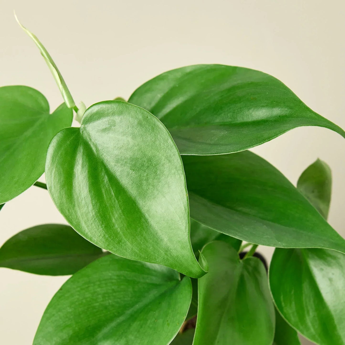 Philodendron Cordatum Heartleaf indoor plant with glossy green leaves Rooted Treasures Farms on Tampa Home & Garden Store