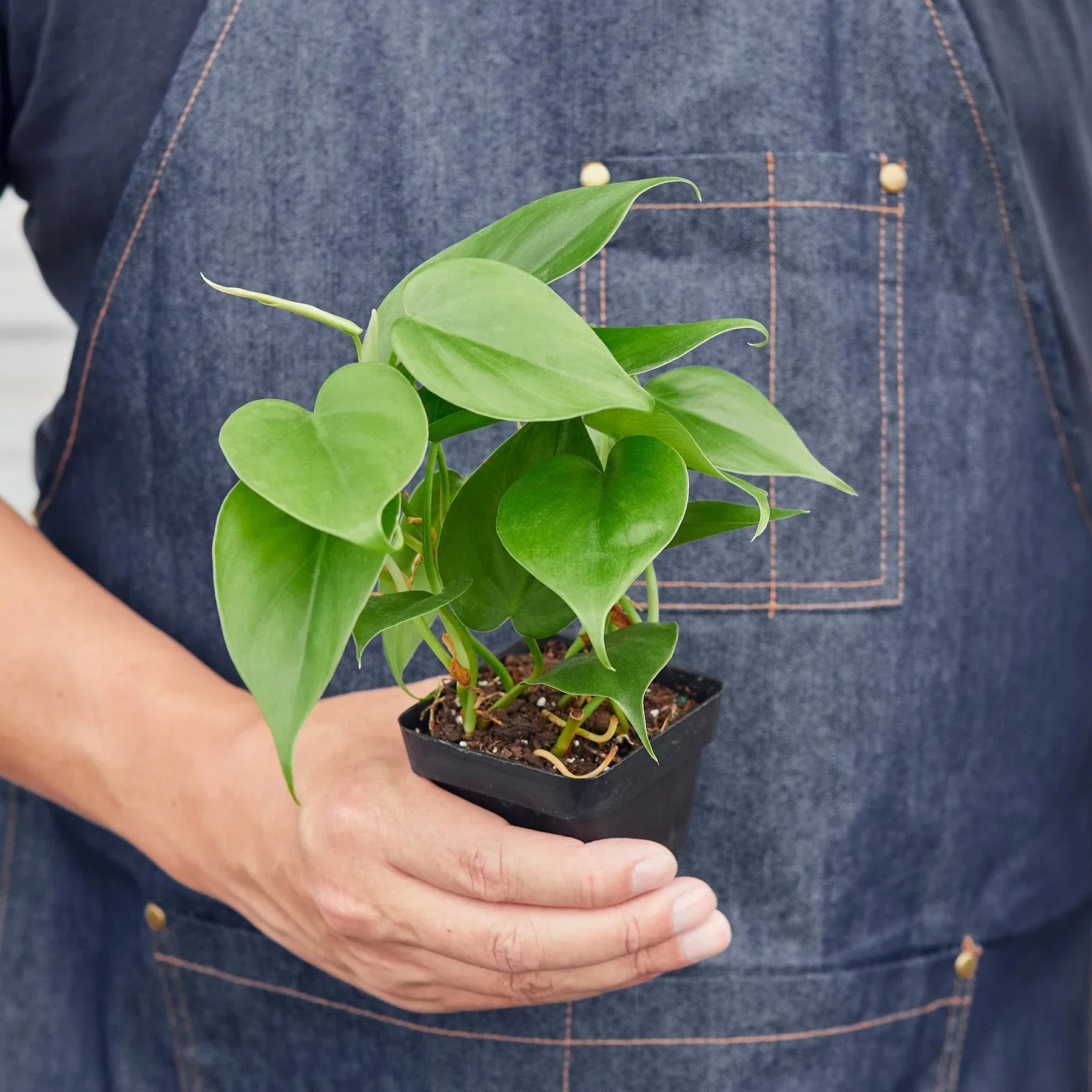 Philodendron Cordatum Heartleaf indoor plant by Rooted Treasures Farms in black nursery pot on Tampa Home & Garden Store
