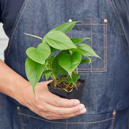 Philodendron Cordatum Heartleaf indoor plant by Rooted Treasures Farms in black nursery pot on Tampa Home & Garden Store
