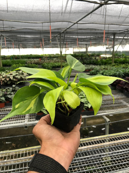 Philodendron Brasil potted houseplant with variegated yellow-green leaves in small black pot on Tampa Home & Garden Store