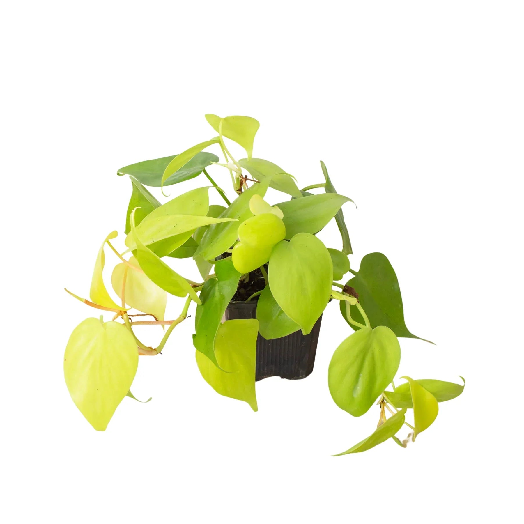 Philodendron Neon 4-inch plant with lime-green leaves in a black pot Rooted Treasures Farms on Tampa Home & Garden Store