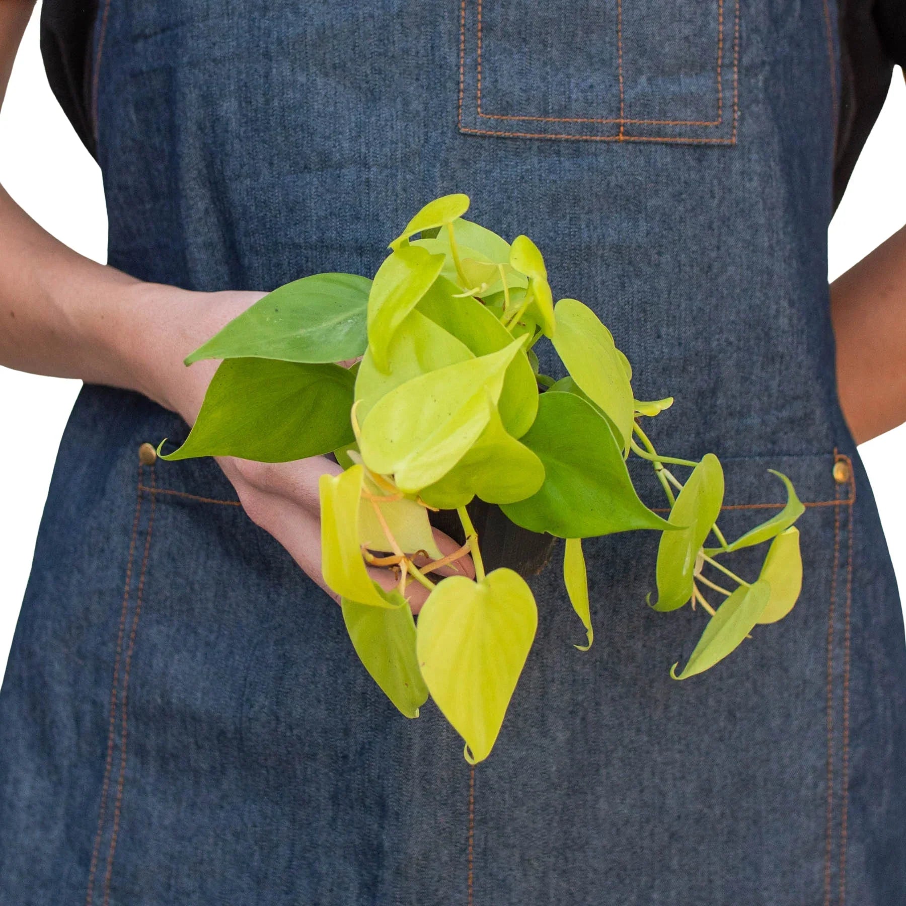 Philodendron Neon 4-inch plant with bright lime leaves held in a blue denim apron on Tampa Home & Garden Store