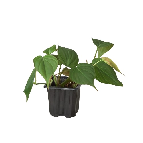 Philodendron Velvet 4-inch plant with green heart-shaped leaves in a black plastic pot on Tampa Home & Garden Store
