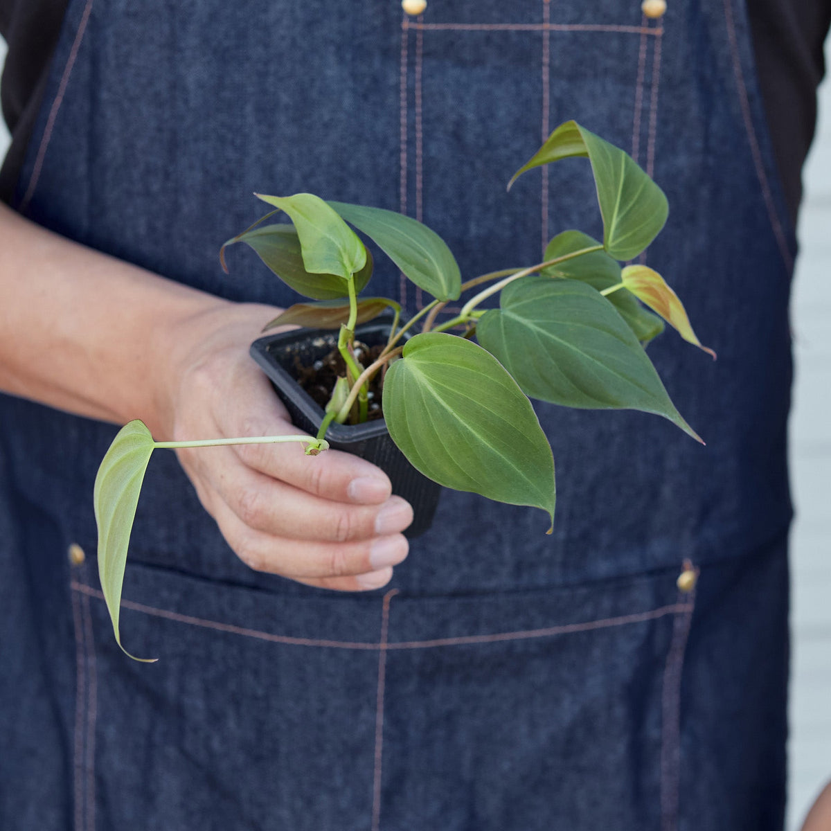 Philodendron Velvet indoor plant in a small pot held by a person in a denim apron on Tampa Home & Garden Store
