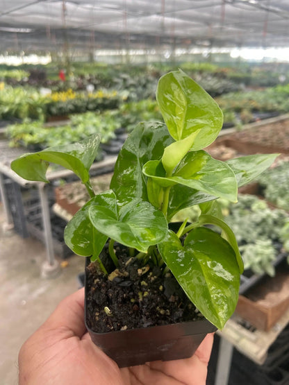 Pothos Global Green Plant with Variegated Leaves