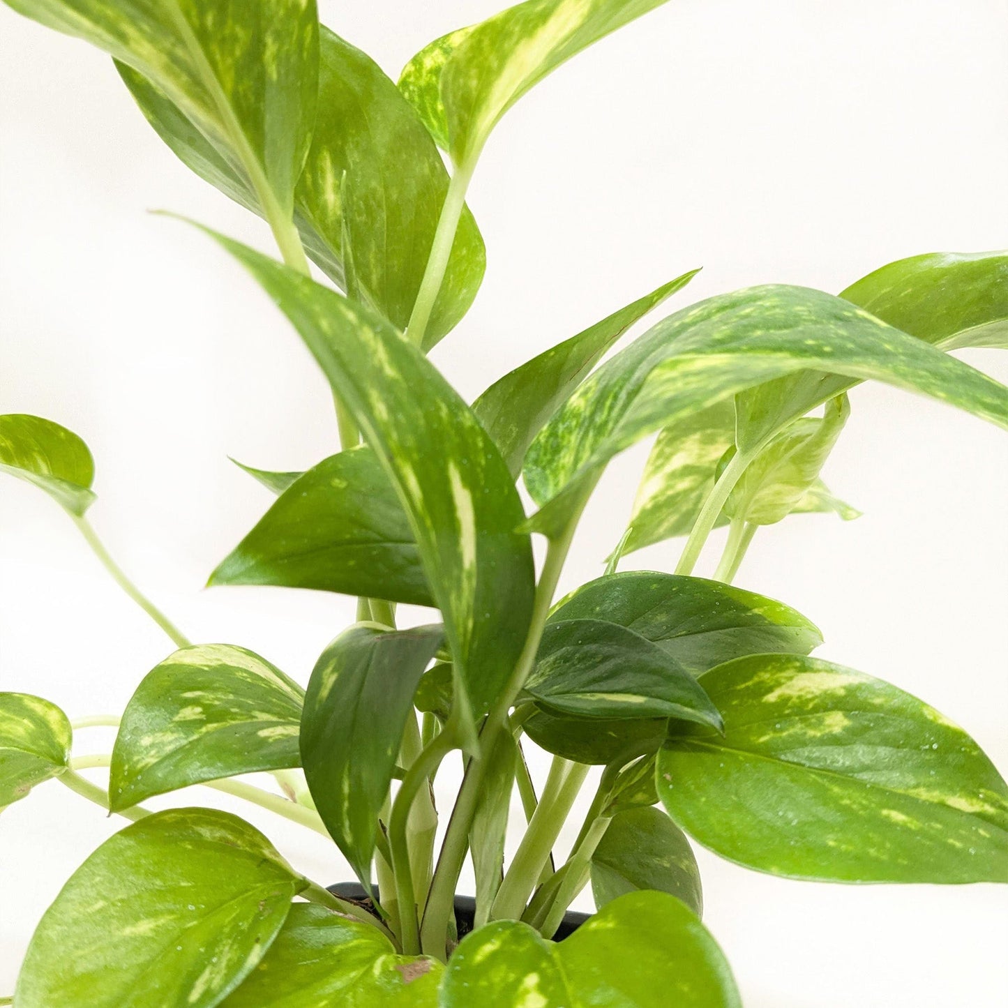 Pothos Golden indoor plant with variegated green-yellow leaves on Tampa Home & Garden Store