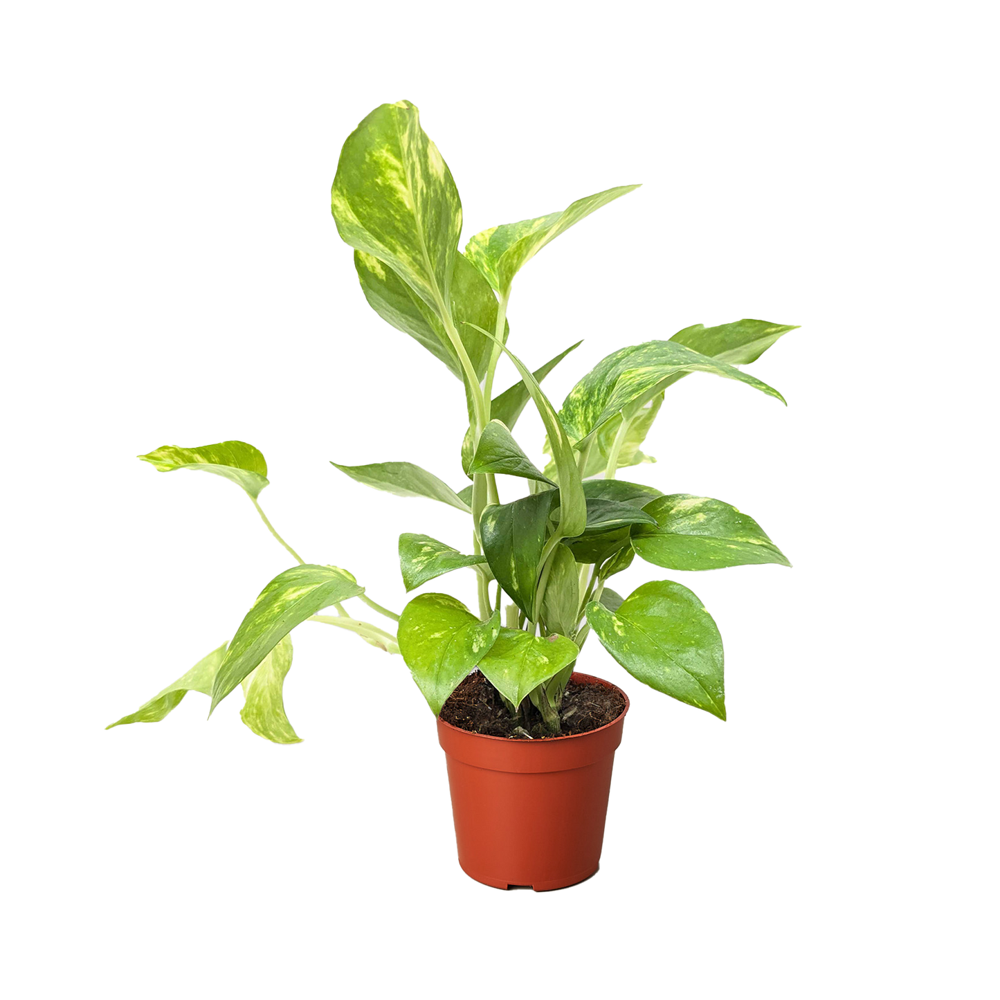 Pothos Golden indoor potted plant with variegated green-yellow leaves Rooted Treasures Farms on Tampa Home & Garden Store