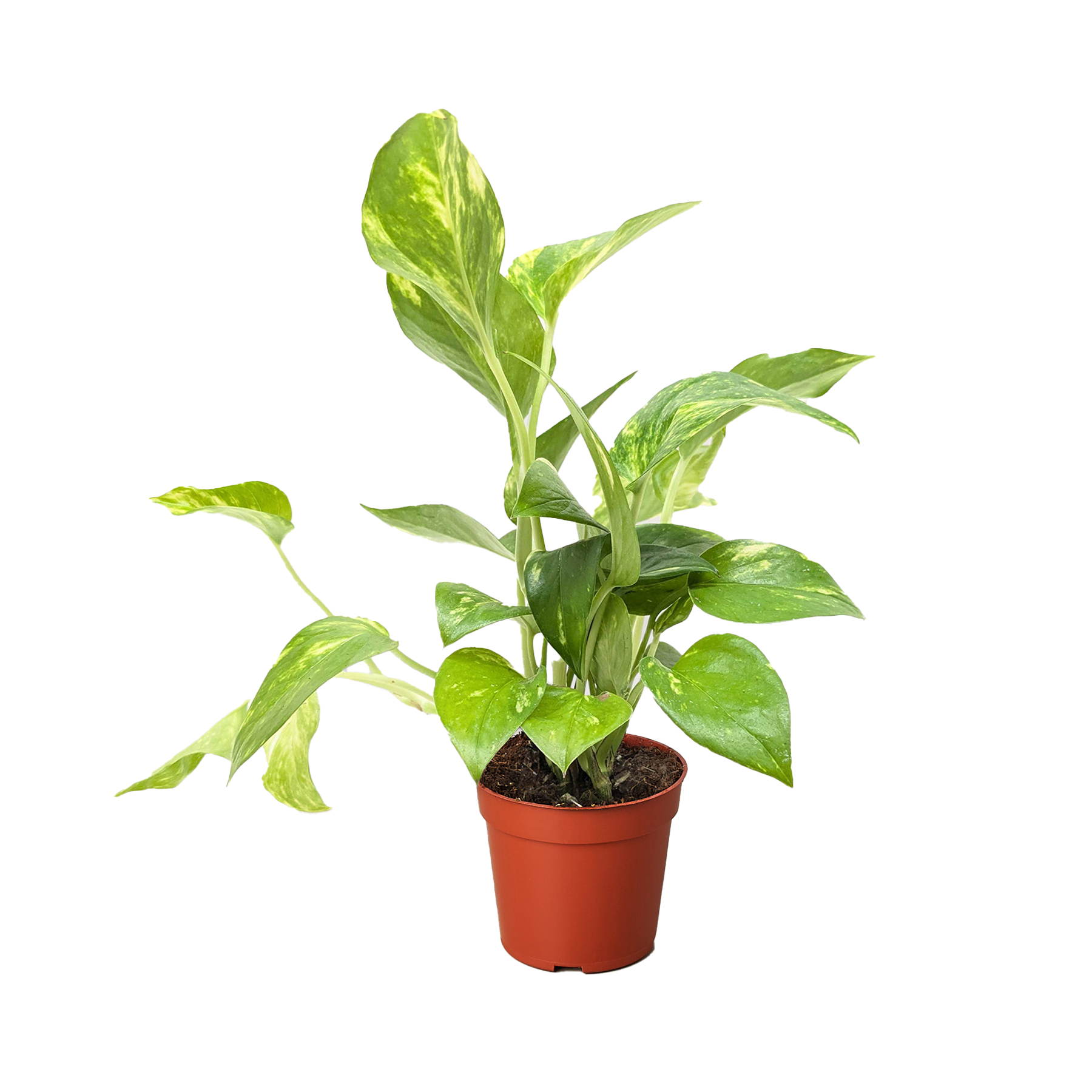 Pothos Golden indoor potted plant with variegated green-yellow leaves Rooted Treasures Farms on Tampa Home & Garden Store
