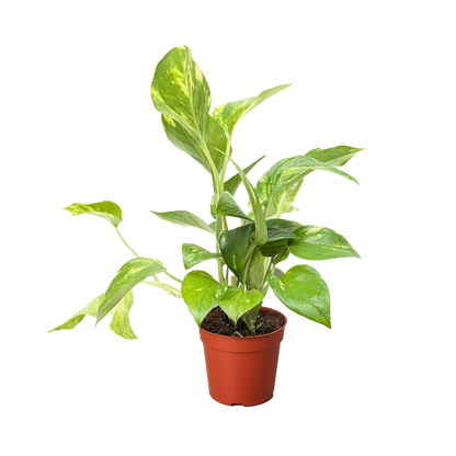 Pothos Golden indoor potted plant with variegated green-yellow leaves Rooted Treasures Farms on Tampa Home & Garden Store